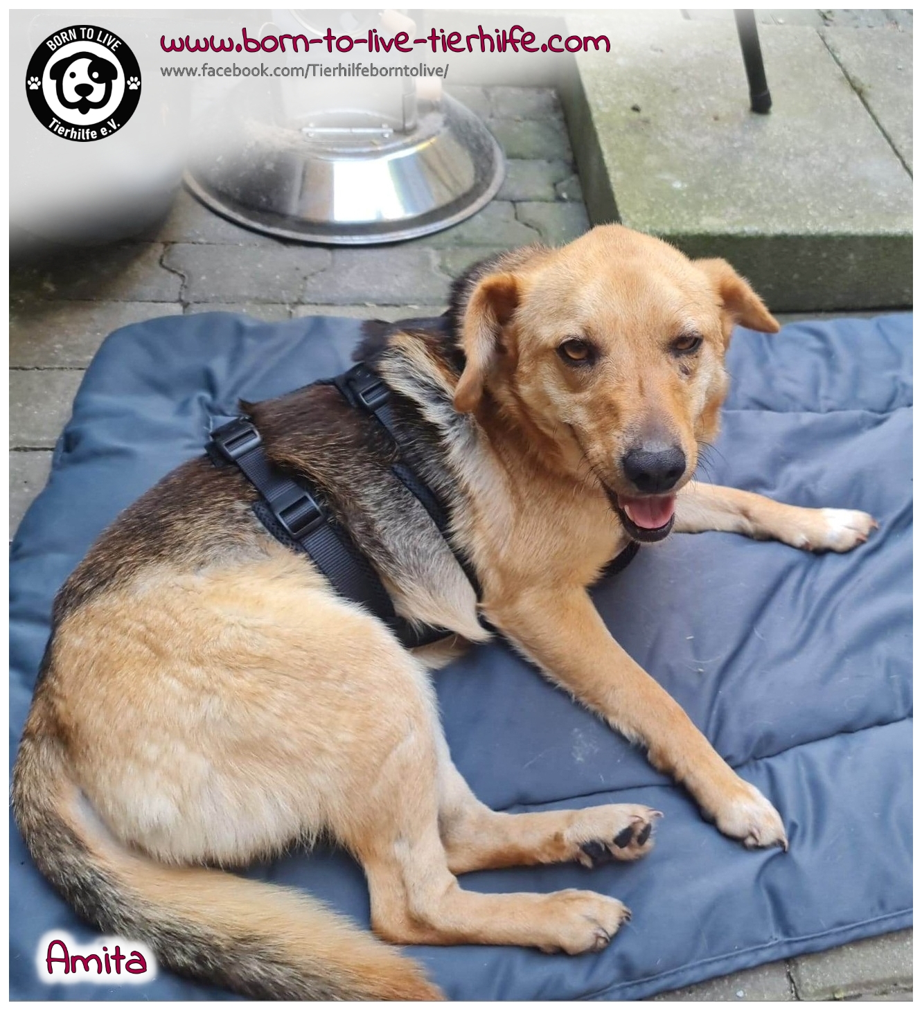 Hunde Auf Pflegestellen Im Saarland