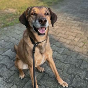 Paco