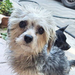 Peppy