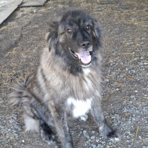 Rocci